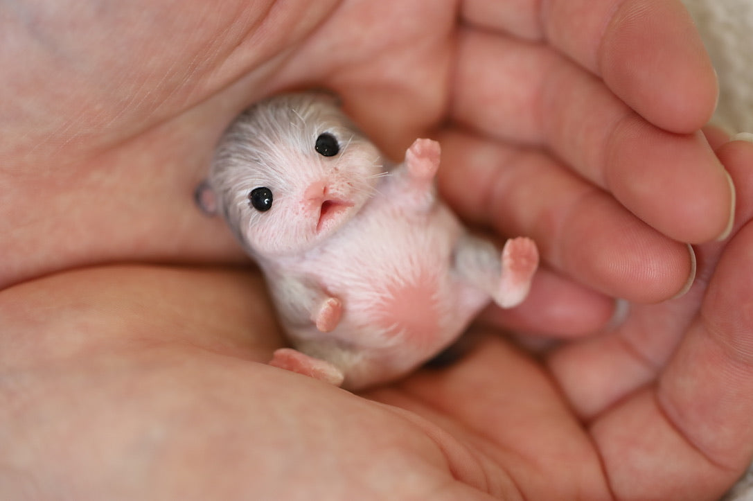 Baby Russian Dwarf Hamster White Cute Little Hamsters Beautiful
