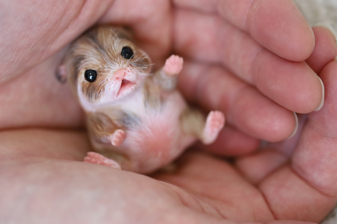 Cheeky Silicone Baby Hamster – Aliyah's Playborn World